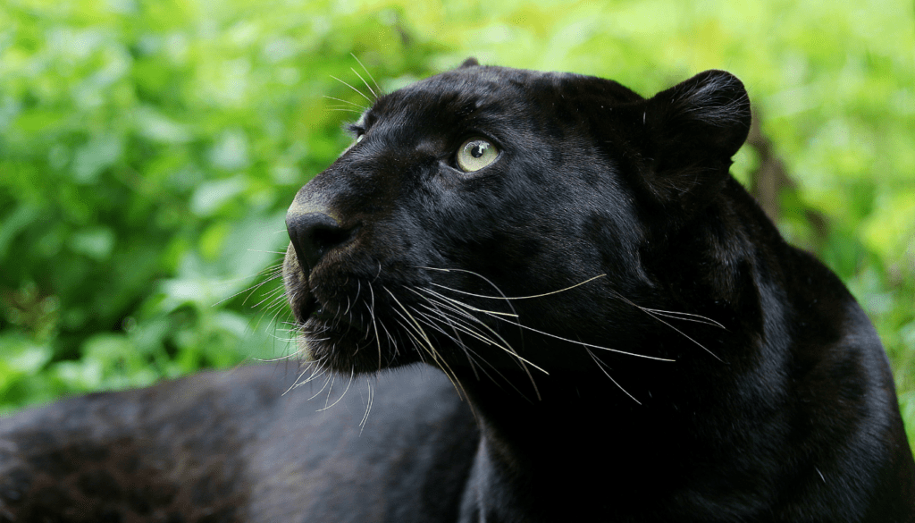 BLACK LEOPARD with Tom Svensson