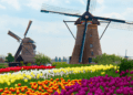 Best Time to Visit Tulip Fields_ Timing Your Trip