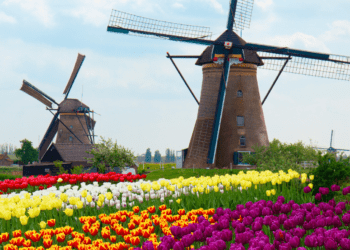 Best Time to Visit Tulip Fields_ Timing Your Trip