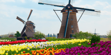 Best Time to Visit Tulip Fields_ Timing Your Trip