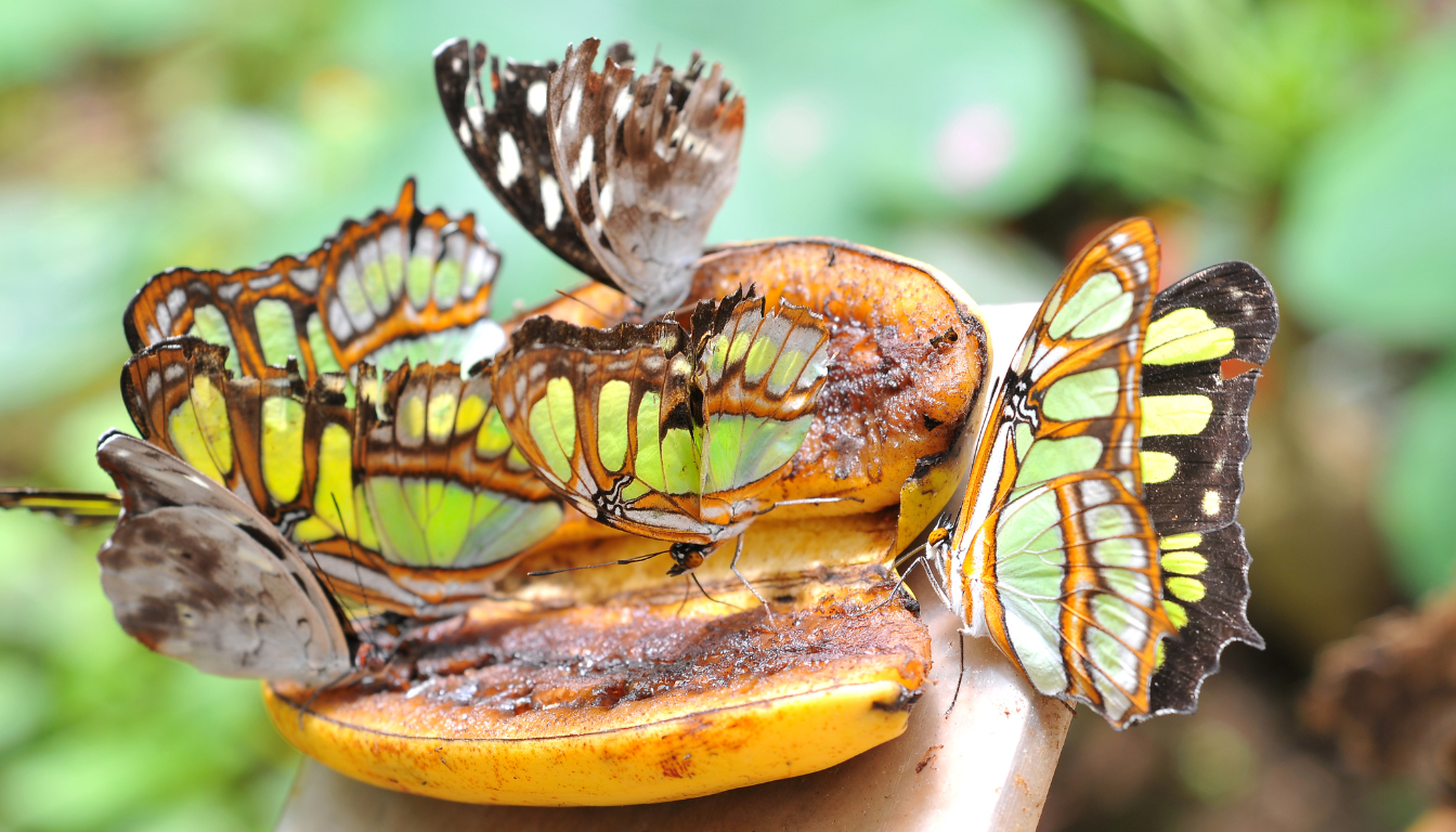 Butterfly Farm and Life Center_ A Vibrant Sanctuary