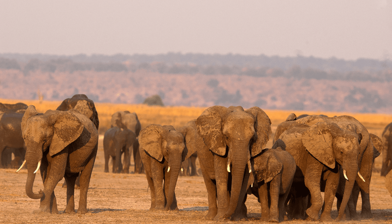 Chobe National Park_ Elephant Haven