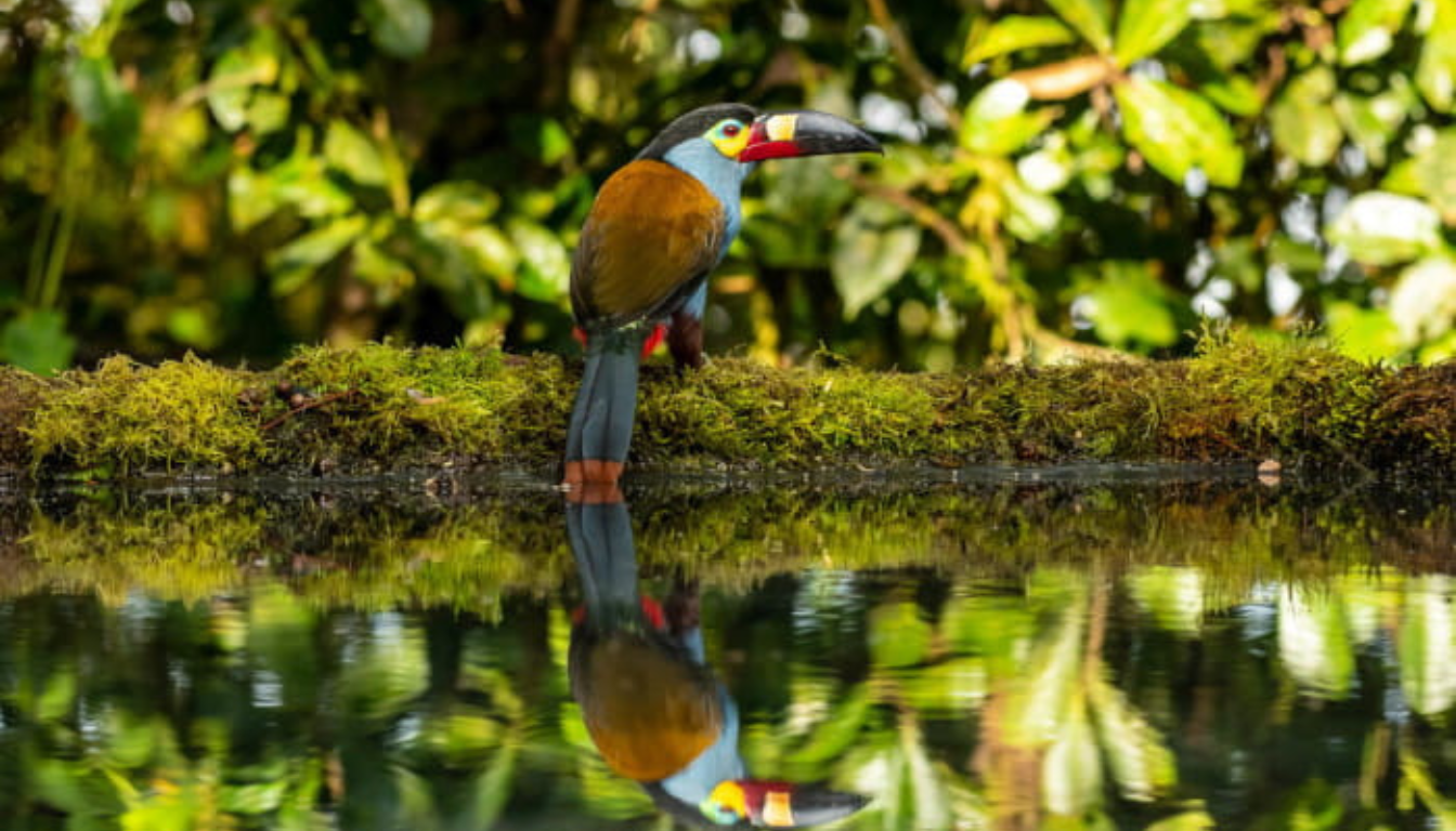 Choco Andino Biosphere Reserve_ Cloud Forest Magic