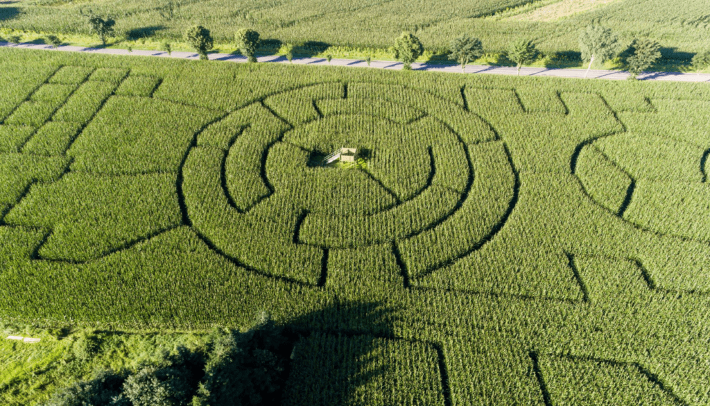 Cornfield Mazes