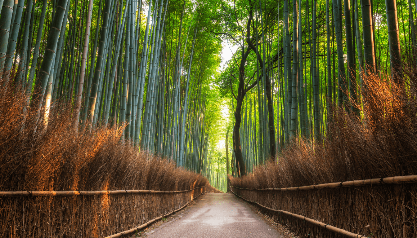 Crowd-free Bamboo Groves of Kodai-ji