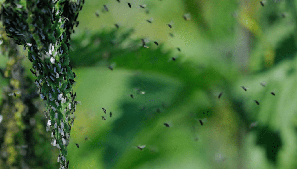 Dealing with Midges in Scotland