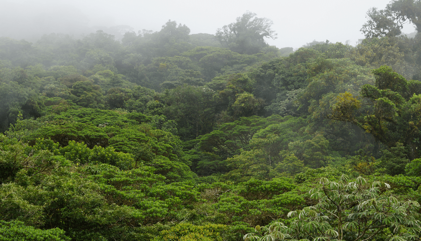 Deramakot Forest Reserve_ Rare and Endangered Wildlife