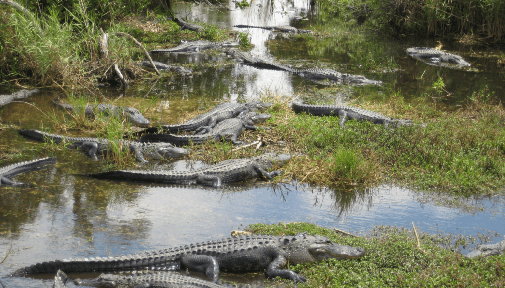 Discover the Everglades National Park