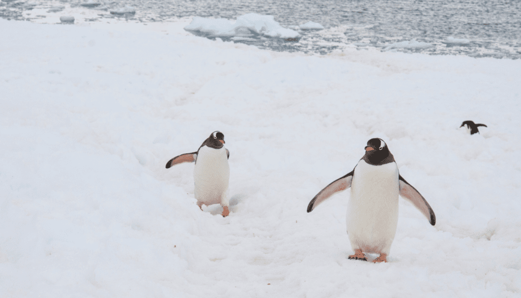 Discover the Wonders of South Georgia Island