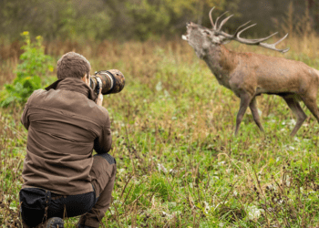 Discover the Wonders of Wildlife Exploration
