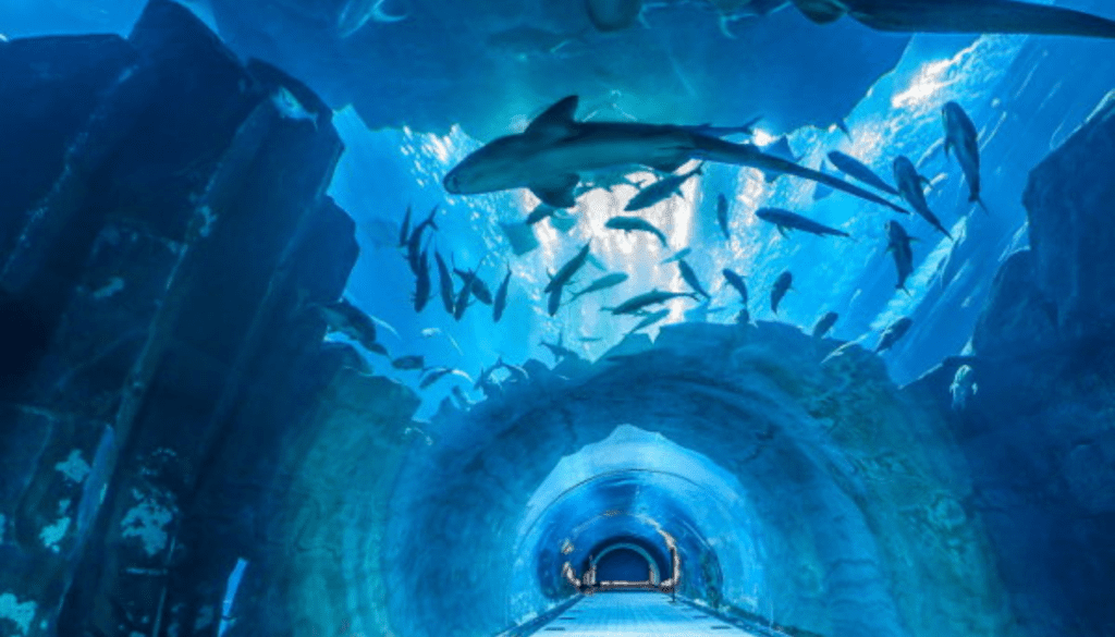 Dive Into Underwater Adventures at Dubai Aquarium