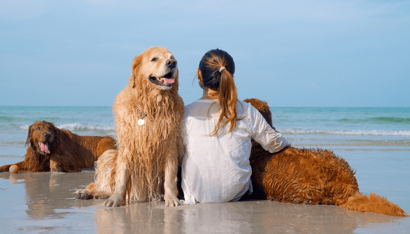 Dog-friendly Vacation Destinations in the USA