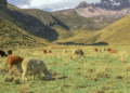 Ecuador's Top Wildlife Adventures Nature Awaits