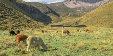 Ecuador's Top Wildlife Adventures Nature Awaits