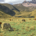 Ecuador's Top Wildlife Adventures Nature Awaits