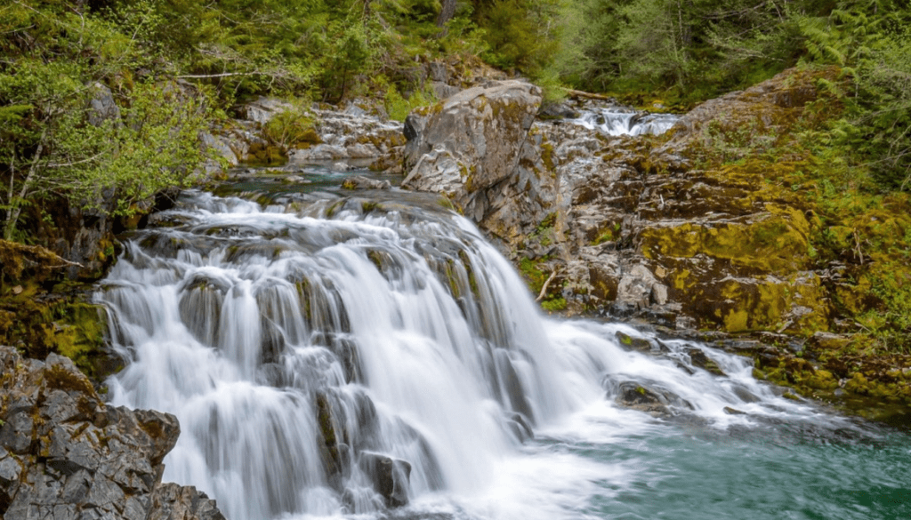 Evergreen Willamette National Forest