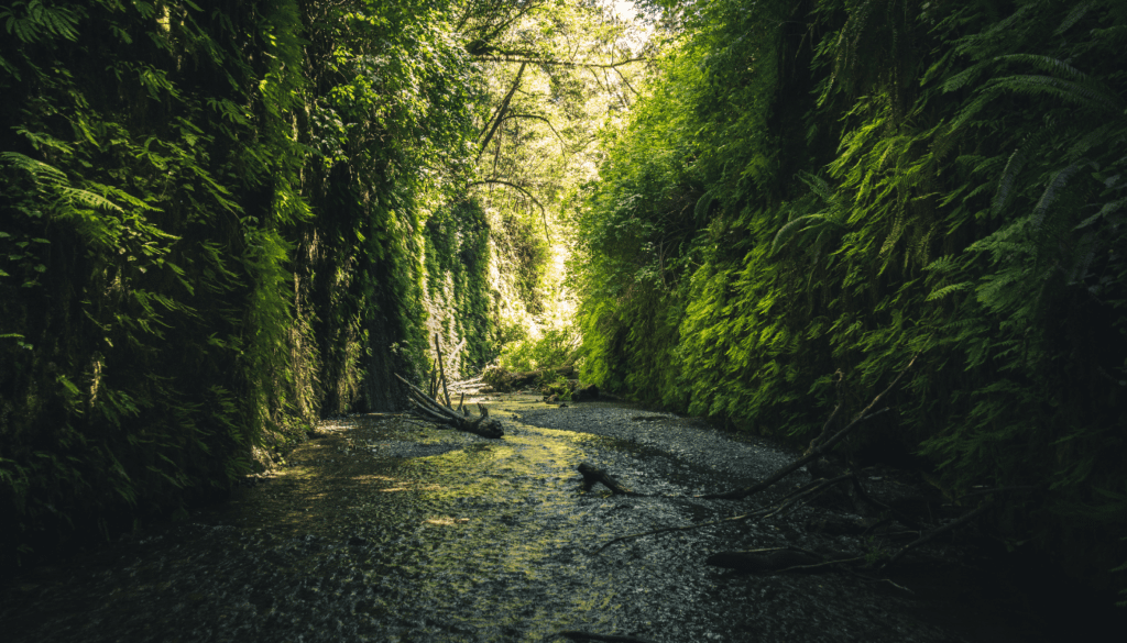 Fern Canyon