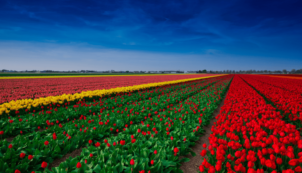 Getting to the Tulip Fields from Amsterdam