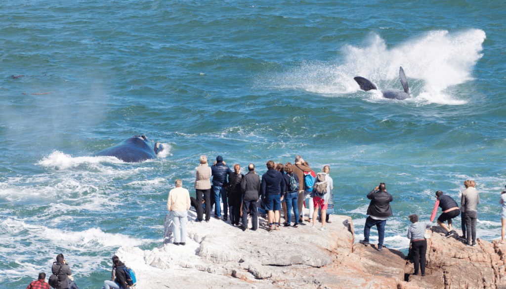 Hermanus, South Africa_ Whale Watching