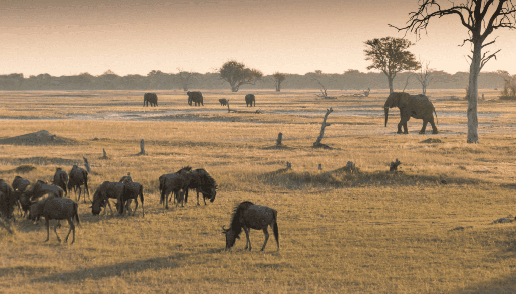 Hwange national park