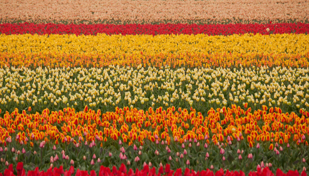 Introduction to Tulip Season in Holland