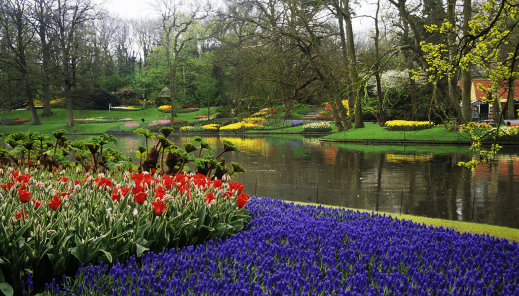 Keukenhof Gardens_ A Floral Paradise