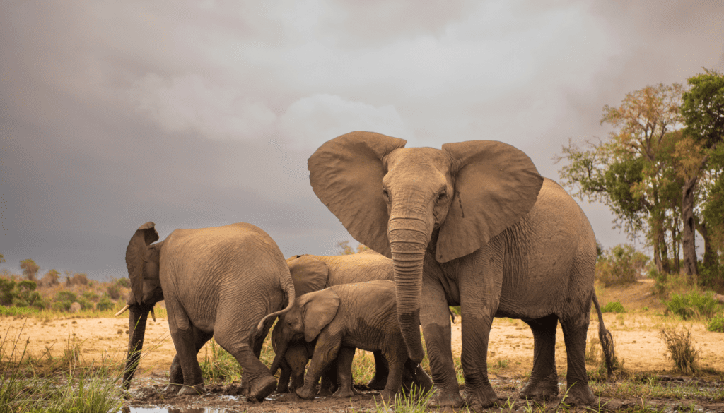 Kruger national park