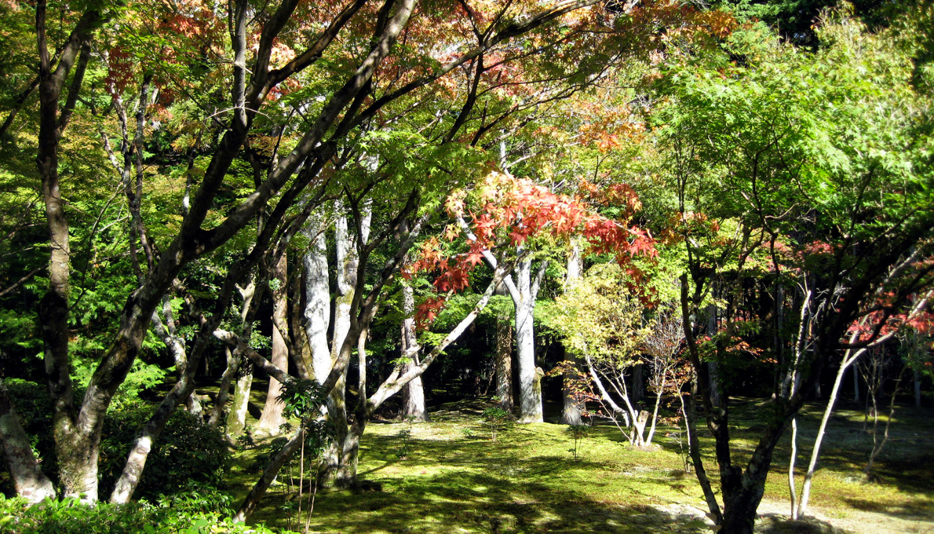 Lush Moss Gardens of Gio-ji