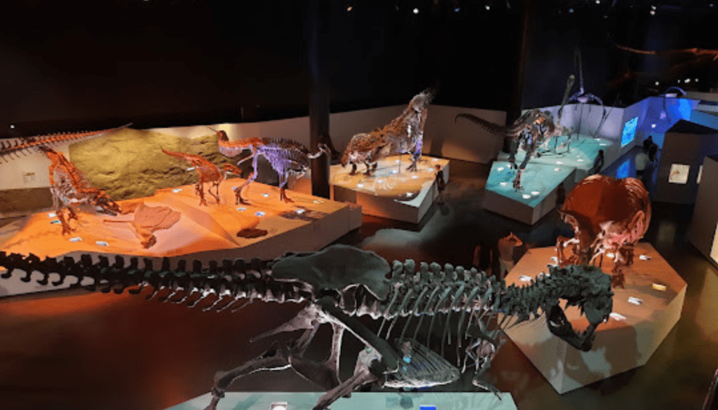 Marvel at Houston Museum of Natural Science