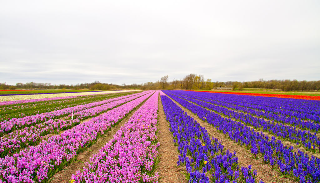 Mid-Season Blooms_ Hyacinths