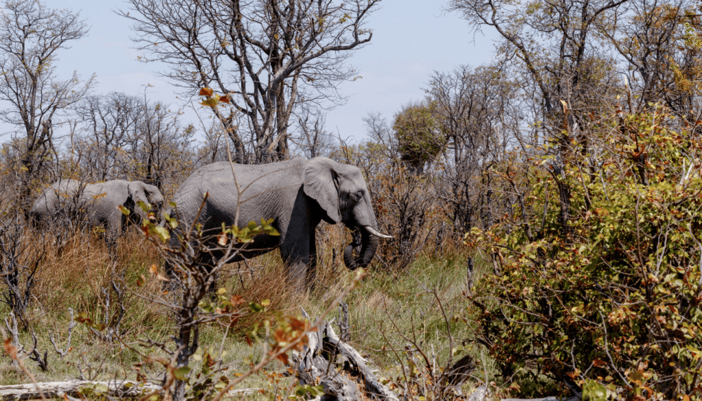 Moremi Game Reserve