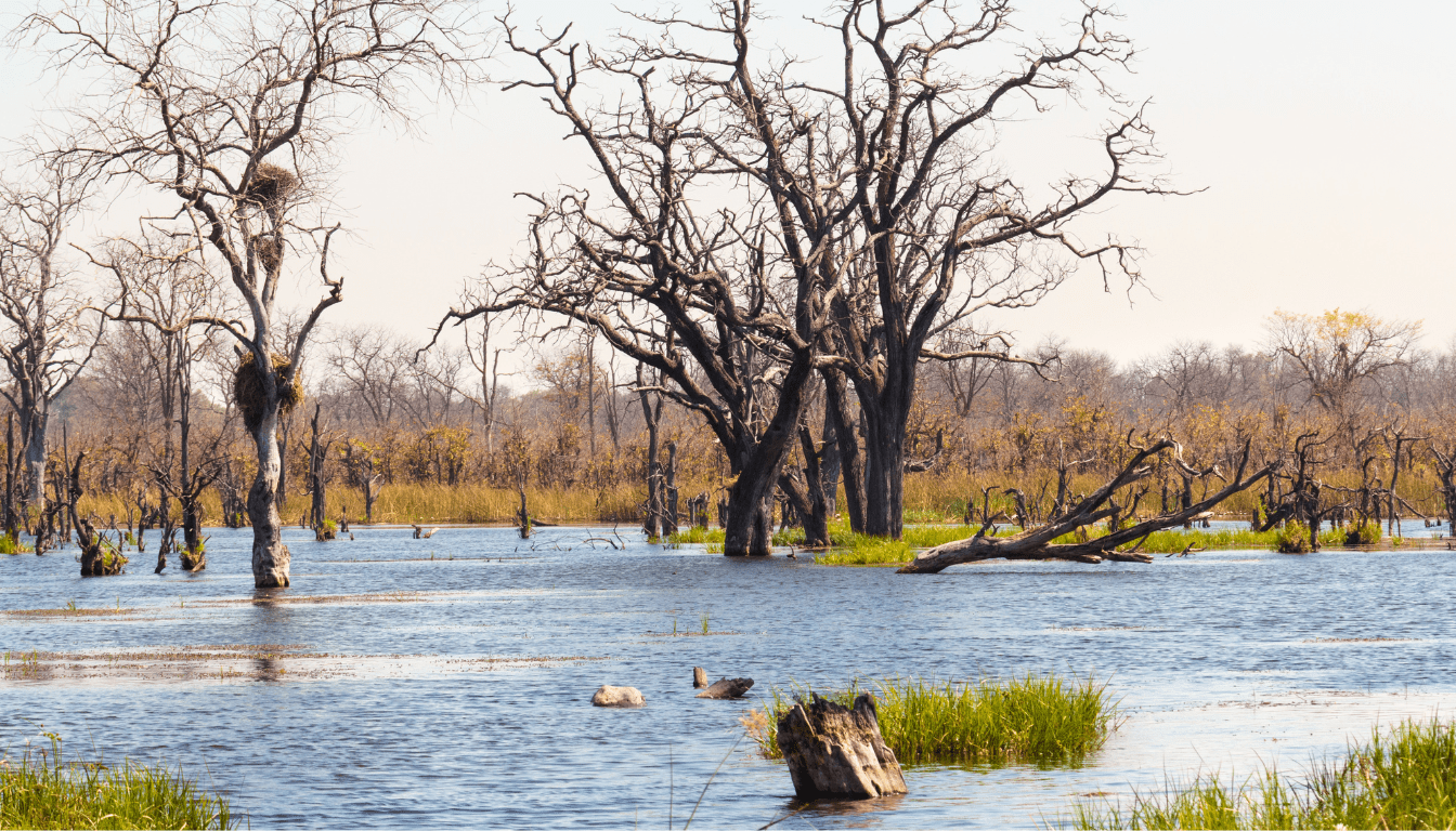 Moremi Game Reserve_ Predator Capital