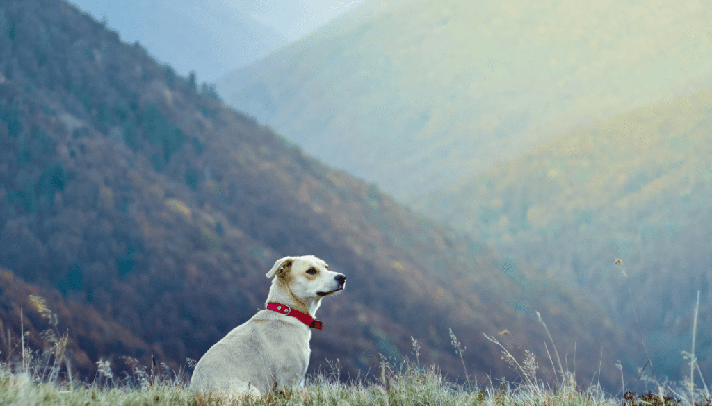 Outdoor Adventures_ Best Hiking Trails with Pets