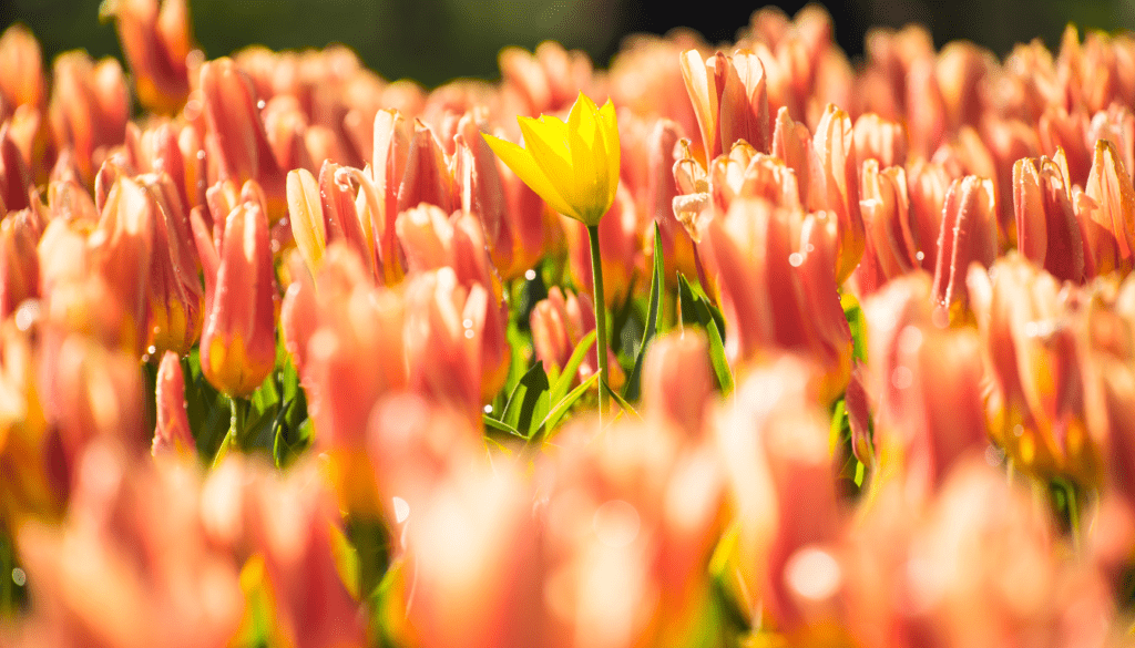 Peak Tulip Bloom_ best time to visit tulip fields