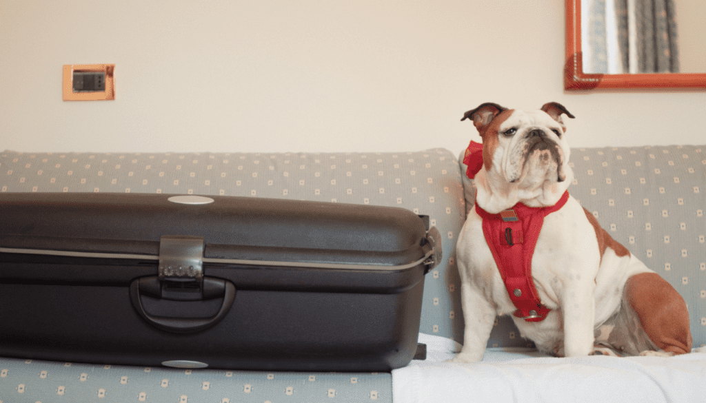 Pet-Friendly Accommodations_ What to Look For