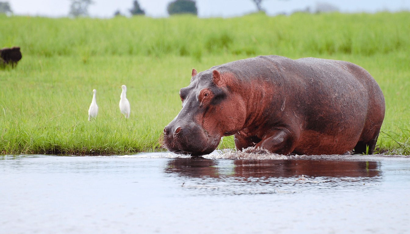 Planning Your Botswana Safari