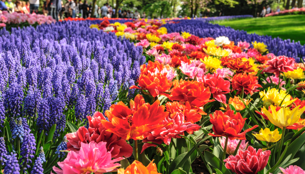 Planning Your Trip to Holland for Tulips