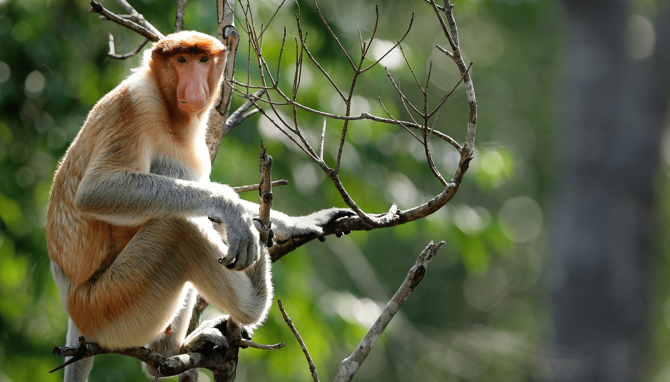 Proboscis Monkeys_ The Peculiar Nosed Primates