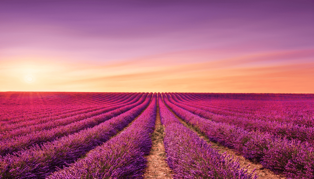 Provence_ Lavender Fields and Quaint Villages