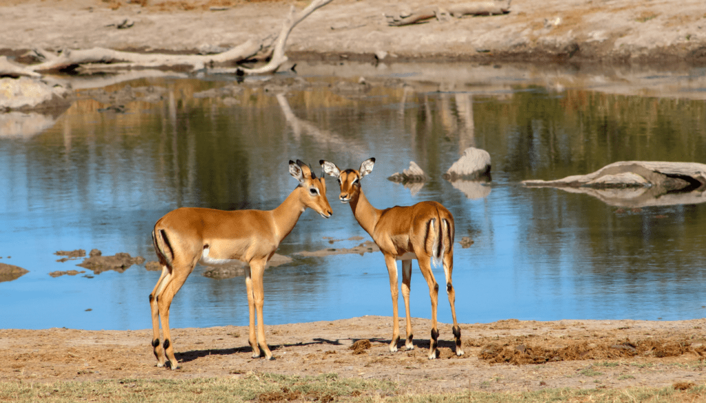 Sabi Sands Private Game Reserve