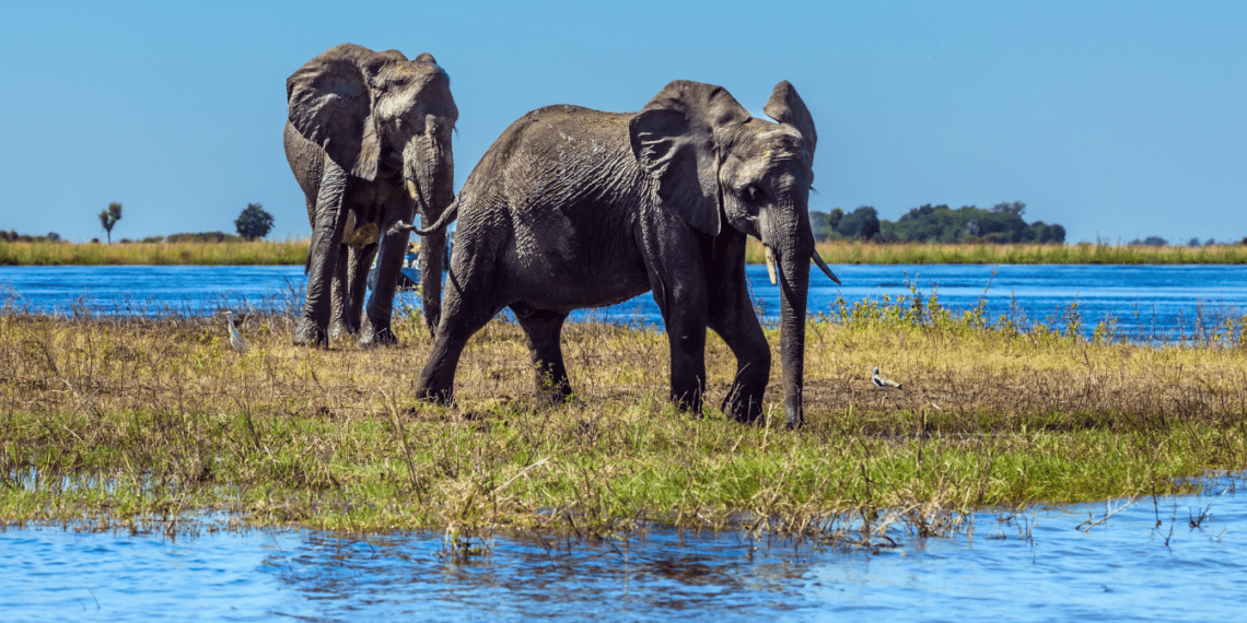 Scenic Wildlife Activities in Botswana Top Safari