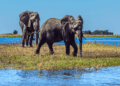 Scenic Wildlife Activities in Botswana Top Safari