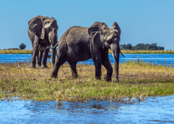 Scenic Wildlife Activities in Botswana Top Safari