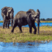Scenic Wildlife Activities in Botswana Top Safari
