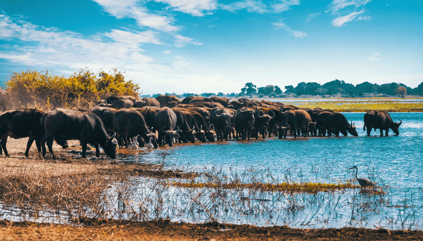 Scenic Wildlife Activities in Botswana