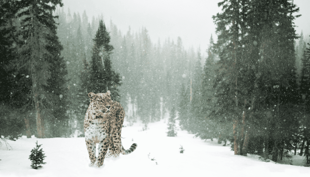 THE LAND OF SNOWLEOPARDS (Fully Booked)