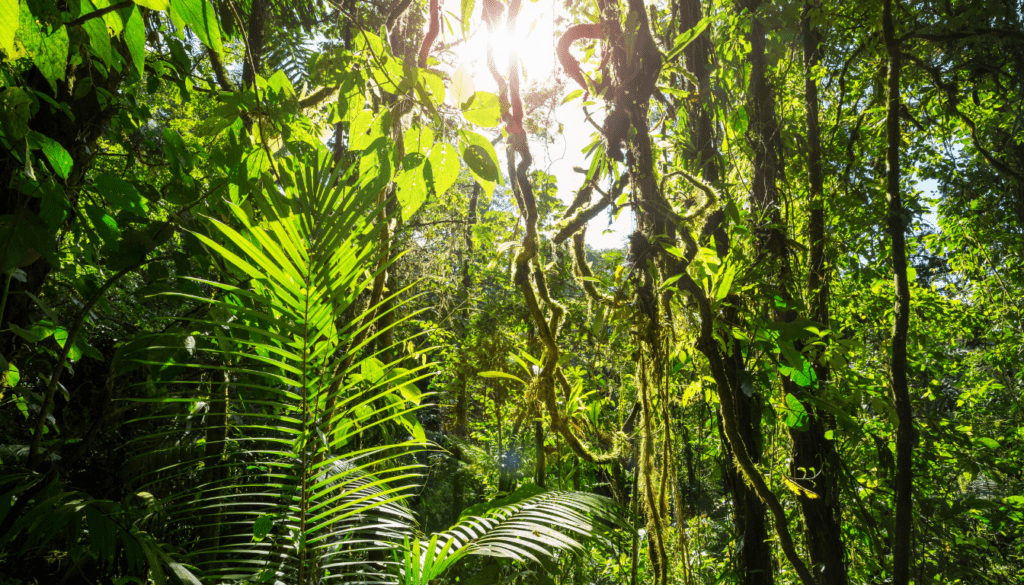 THE RAINFORESTS OF COSTA RICA with Mattias Klum