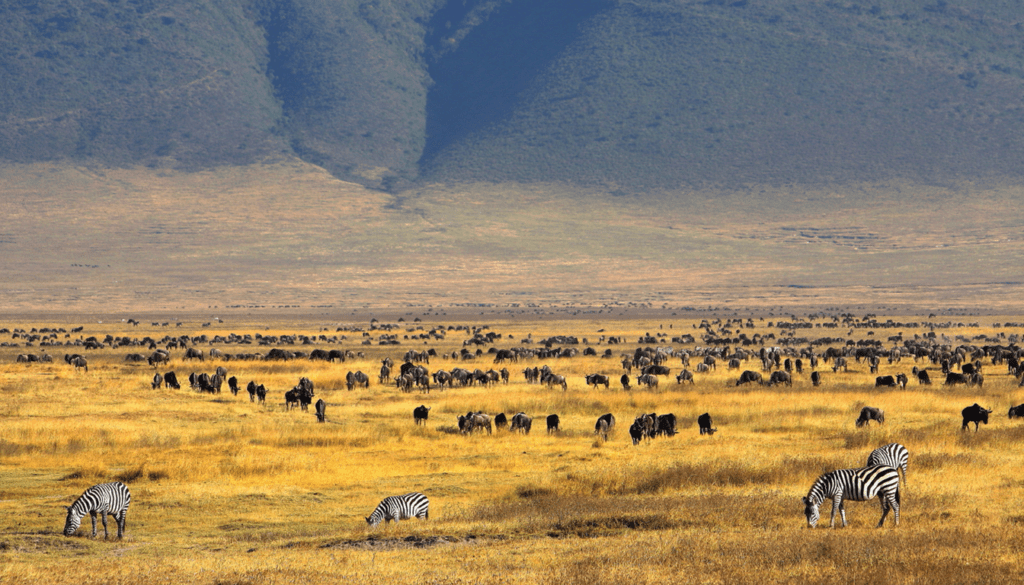 Tanzania Serengeti and Ngorongoro Crater