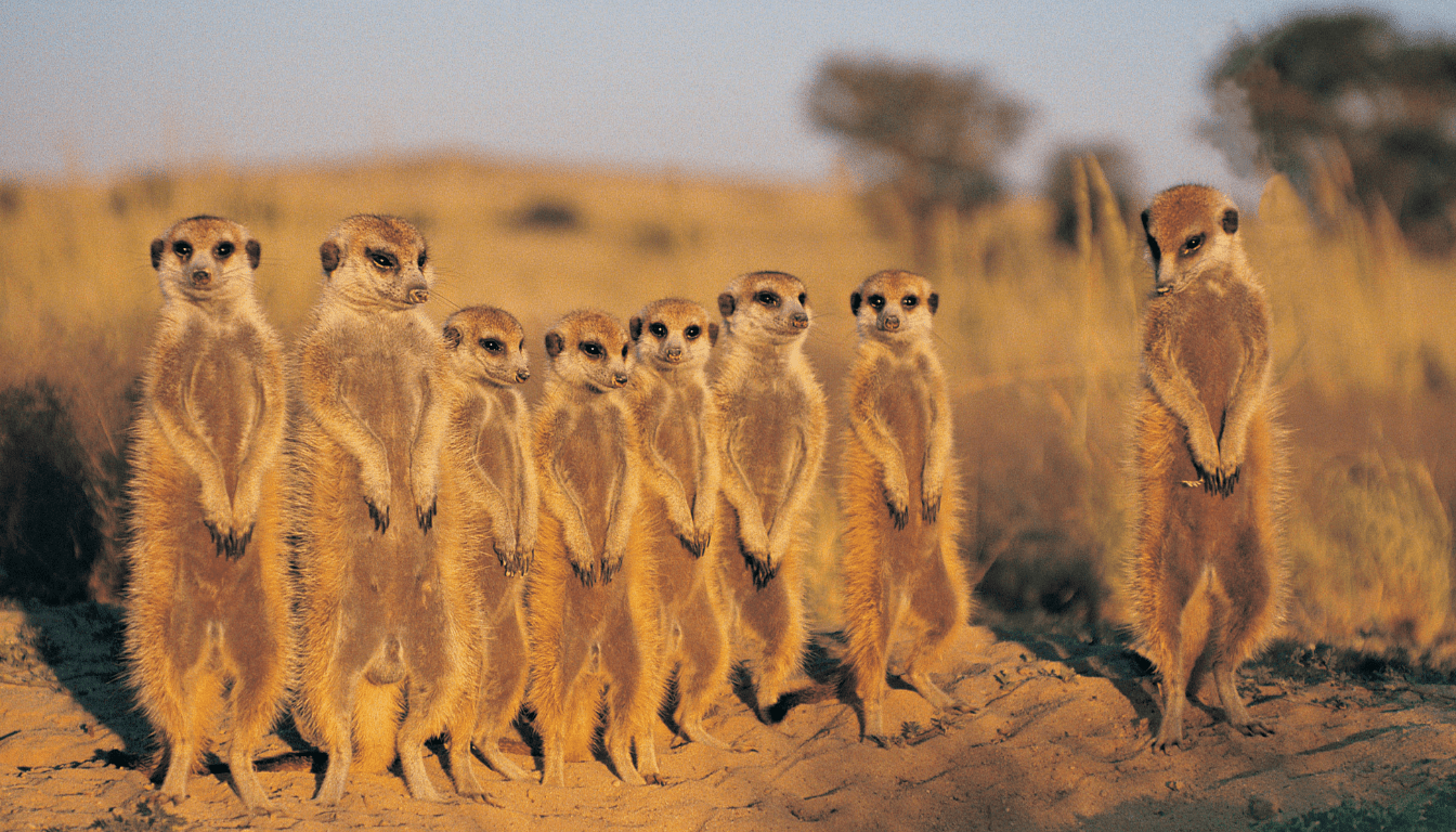 The Kalahari Desert_ Contrasting Landscapes