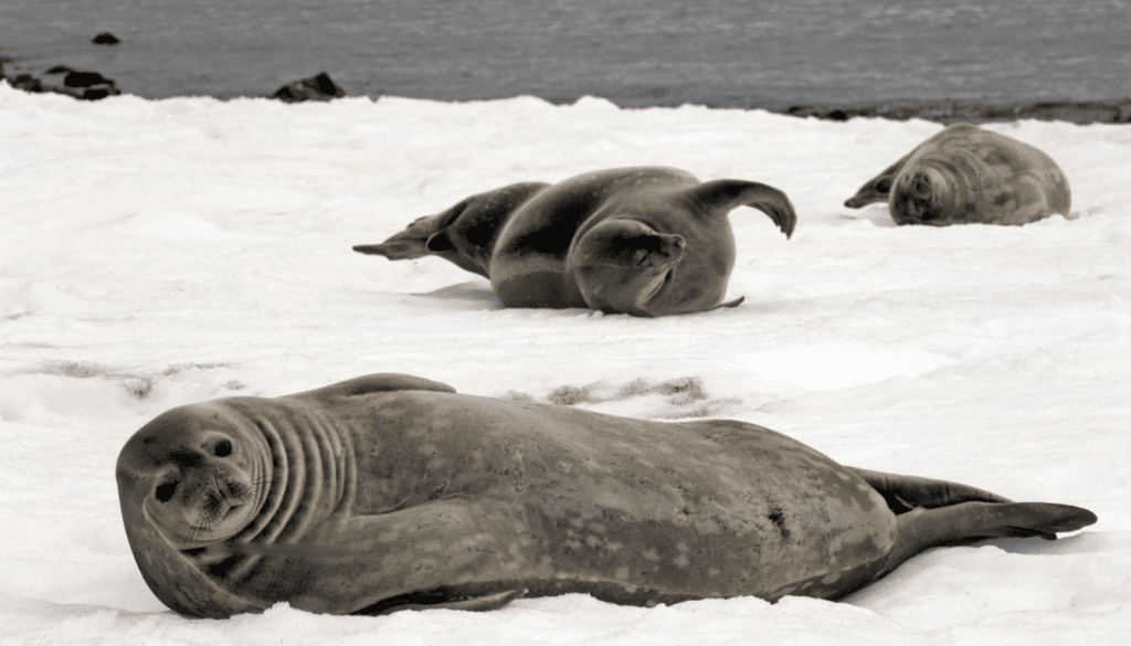 The Mystical Weddell Sea and Its Pack Ice